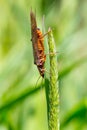 Golden Stonefly Salmonfly Hatch Deschutes Royalty Free Stock Photo