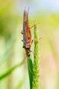 Golden Stonefly Salmonfly Hatch Deschutes Royalty Free Stock Photo