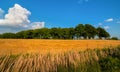 Golden straw fields with tree landscape under blue sky Royalty Free Stock Photo