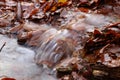 Golden stream in the leaves Royalty Free Stock Photo