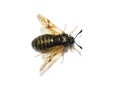Golden striped sawfly Abia lonicerae