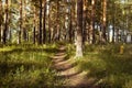 Golden summer landscape with pine forest and footpath with shine sun rays and light, green grass, shadows in sunny day. Amazing. Royalty Free Stock Photo