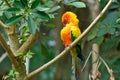 The Golden Sun Parrot Sun Conure, Sun Parakeet