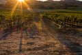 The golden sun rises over a vineyard in the Sonoma Valley, sun flare adds drama to the image.