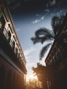 Golden sun shining brightly behind trees in the streets of Mazatlan, Mexic in a bright blue sky