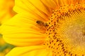 Golden sunflower with bee on yellow and black stamens closeup. Small bee gathering yellow pollen for making honey. Royalty Free Stock Photo