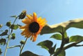 Golden Sunflower Blowing in the Wind Royalty Free Stock Photo