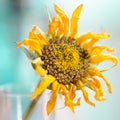 Golden sunflower covered in pollen Royalty Free Stock Photo