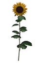 Golden sunflower - 3D render