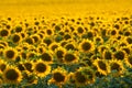 Golden sunflower in the field.