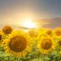 Golden sunflower field at the sunset