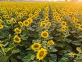 Golden sunflower field at the sunset