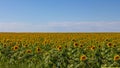 Golden sunflower field under a blue sky Royalty Free Stock Photo