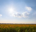 golden sunflower field under sparkle sun