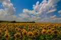 golden sunflower fielf under cloudy sky Royalty Free Stock Photo