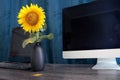 Golden sunflower flower in a vase on a table next to two computers Royalty Free Stock Photo