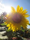 Sunflower back to the sun Royalty Free Stock Photo