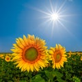 Golden sunflower flowers on blue sky background under a sparkle sun Royalty Free Stock Photo