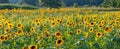 Golden sunflower landscape in a panorama Royalty Free Stock Photo