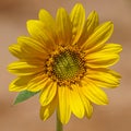 Golden Sunflower with perfect petals