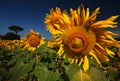 Golden Sunflower