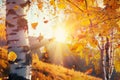 Golden sunlight bathes birch forest in autumns vibrant embrace Royalty Free Stock Photo