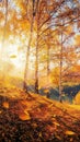 Golden sunlight bathes birch forest in autumns vibrant embrace Royalty Free Stock Photo