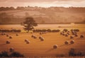 Golden hour hay bales on an agricultural farm Royalty Free Stock Photo