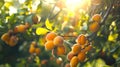 Golden sunlight filtering through leaves on apricot branch. Ripe apricots in natural setting. Perfect for healthy Royalty Free Stock Photo