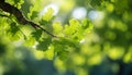 Golden sunlight filtering through the lush green oak tree leaves in a picturesque forest Royalty Free Stock Photo