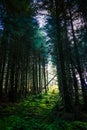 Golden sunlight filtering through the trees in the forest, Stirlingshire, Scotland Royalty Free Stock Photo