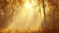 Golden Autumn Forest Sunlight Rays Sunbeam Through Trees Background Royalty Free Stock Photo