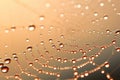 Golden sunlight illuminating dew-laden spider web, mesmerizing patterns and ethereal beauty Royalty Free Stock Photo