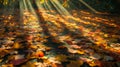 Golden Sunlight Illuminating Fallen Autumn Leaves Royalty Free Stock Photo