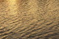 The golden sunlight reflection of the summer twilight sky on the water waves show the dramatic sparkling reflections on the river