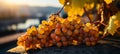 Golden sunlit vineyard landscape with grapevines and rolling hills, perfect for wine promotions