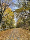 Golden sunny fall forest pathway. Autumn yellow leaves woods Royalty Free Stock Photo