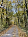 Golden sunny fall forest pathway. Autumn yellow leaves woods Royalty Free Stock Photo