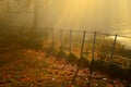 Golden sunrays shining down on A autumn day In hampstead london