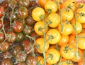 Cherry Tomatos on the vine. Royalty Free Stock Photo