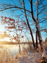 Golden sunrise and blue sky morning on frozen winter lake and snow covered trees and shrubs landscape Royalty Free Stock Photo