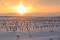 Golden sunrise casting long shadows in a snowy field of cut corn stalks