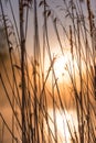 Sunrise Through High Wild Grasses in Misty Morning in Spring Royalty Free Stock Photo