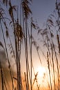 Sunrise Through High Wild Grasses in Misty Morning in Spring Royalty Free Stock Photo