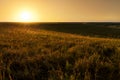 Golden Sunrise At Kansas Tallgrass Prairie Preserve National Park