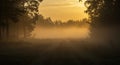 Golden Sunrise Mist in a Pine Forest Royalty Free Stock Photo