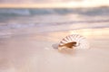 Golden sunrise and nautilus shell in the sea Royalty Free Stock Photo