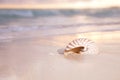 Golden sunrise and nautilus shell in the sea Royalty Free Stock Photo