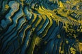 Golden sunrise over Bali rice terraces intricate patterns and lush greenery, aerial perspective Royalty Free Stock Photo