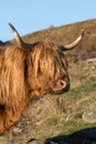 Golden sunrise over the Highland cows Royalty Free Stock Photo